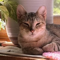 Milwaukee Record Cat Of The Week: Princess — Whitefish Bay Business news